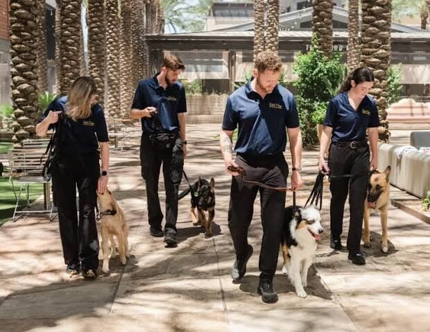 Rob's Dog Training