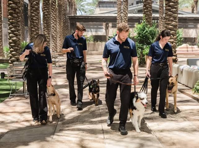 Rob's Dog Training